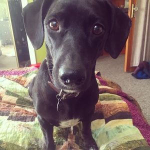 Meet your Posher, Shannon